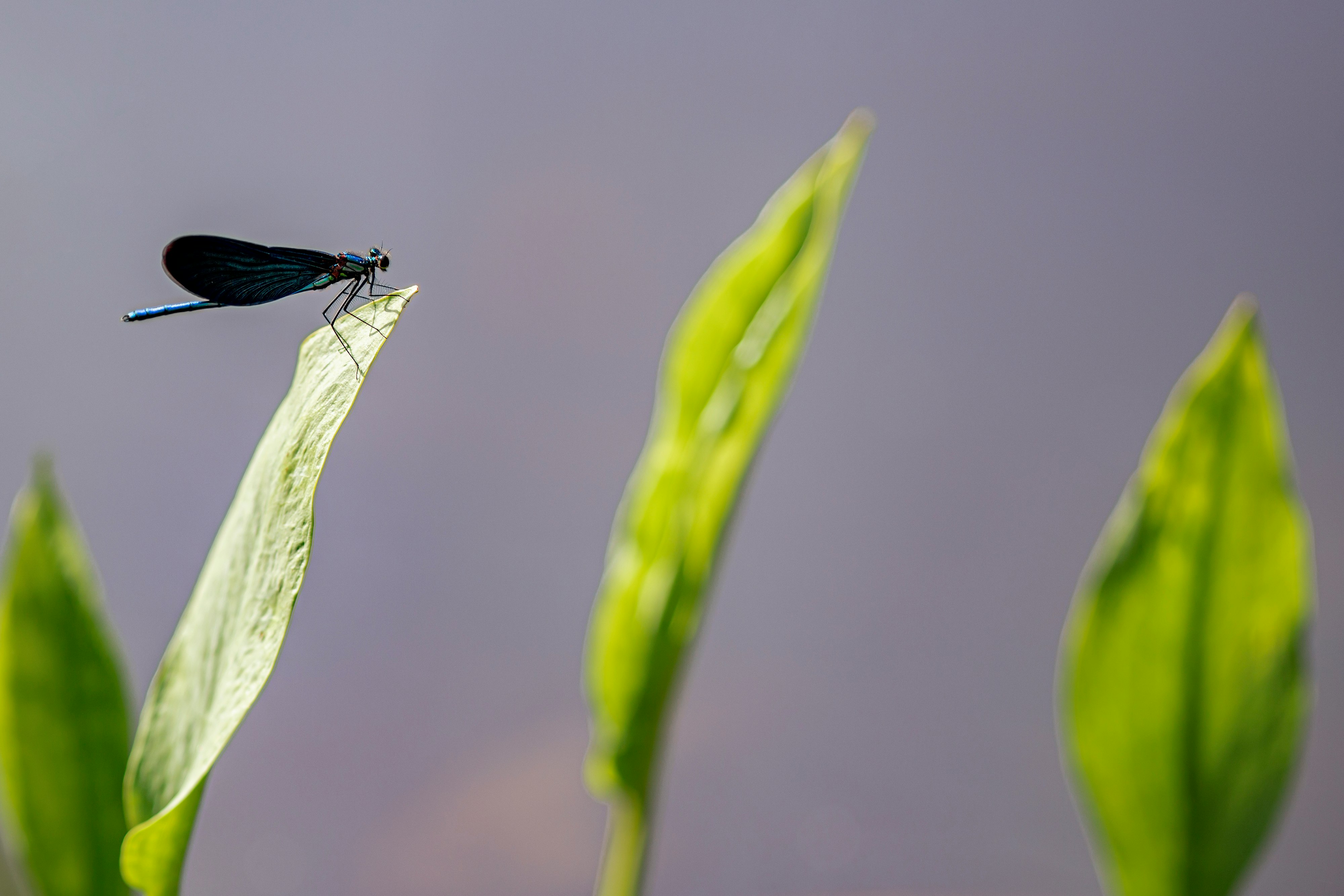 blue damselfly perched on green leaf in close up photography during daytime